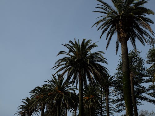 Gratis arkivbilde med klart blå himmel, lav-vinklet fotografering, palme