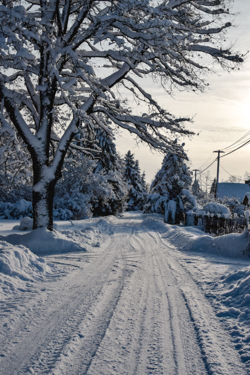 Free Scenic snowy road in Estonia lined with frosty trees under a clear winter sky. Stock Photo