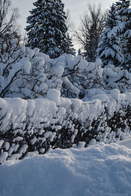 Free Serene winter landscape in Estonia with snow-covered trees and frosty atmosphere. Stock Photo