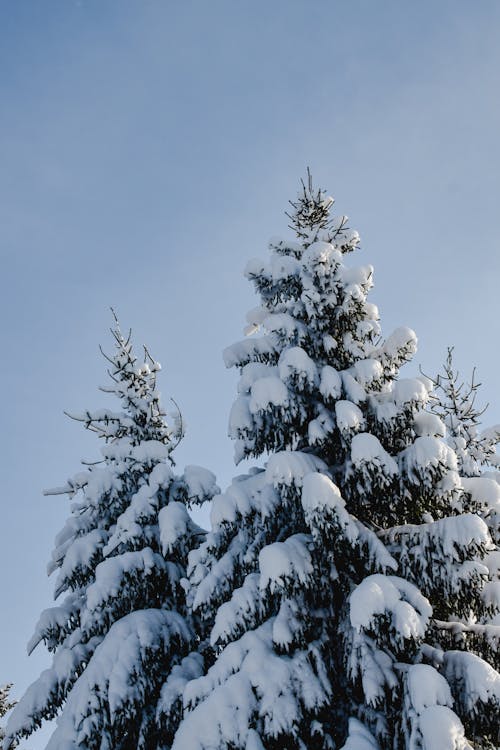Snow Covered Pine Tree Under A Clear Sky