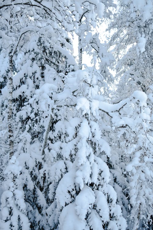 Free A Tree Covered With Snow Stock Photo
