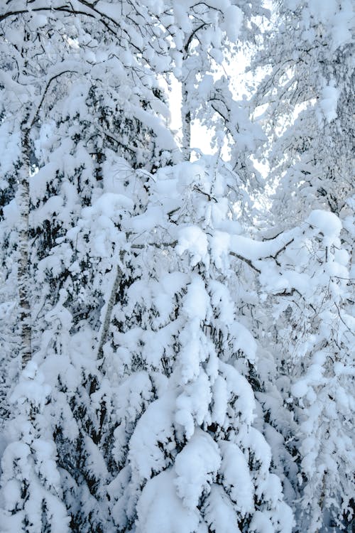 A Tree Covered With Snow