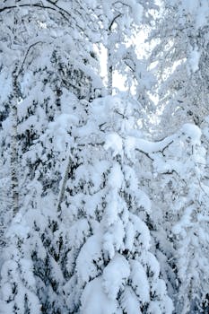 Beautiful snowy forest scene capturing frosted trees in Estonia.