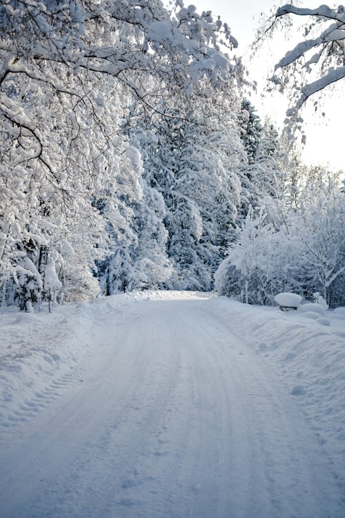 Бесплатное стоковое фото с деревья, дорога, зима