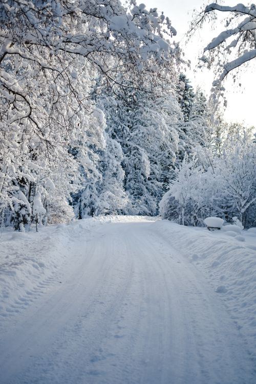 Free A peaceful winter scene of a snow-covered road flanked by frosty trees in an Estonian forest. Stock Photo