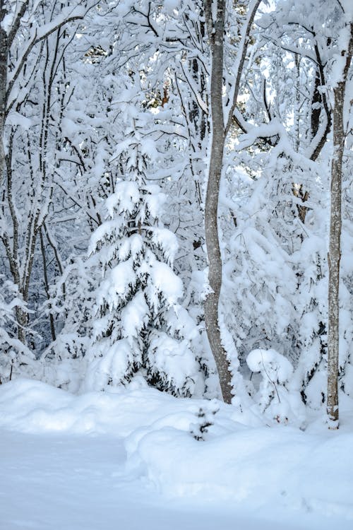 Gratis Immagine gratuita di alberi, boschi, congelato Foto a disposizione