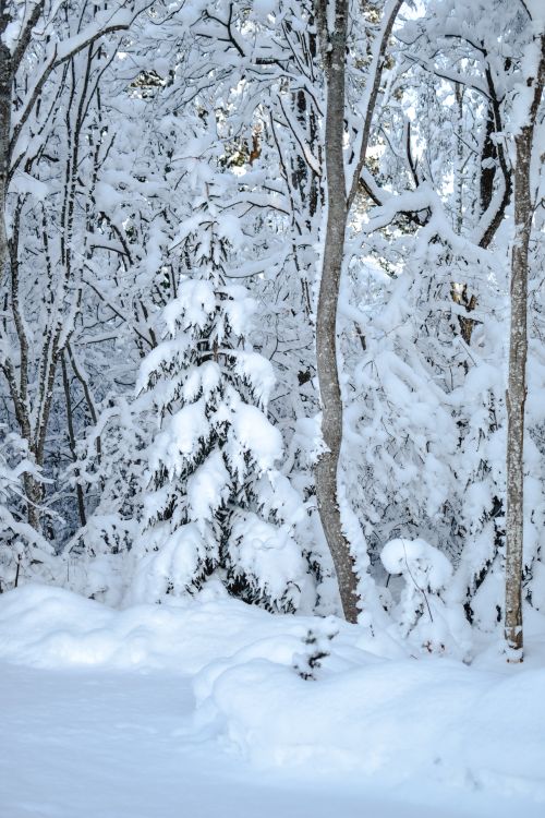 Free A serene snowy forest scene in Estonia, showcasing frosty trees and winter beauty. Stock Photo