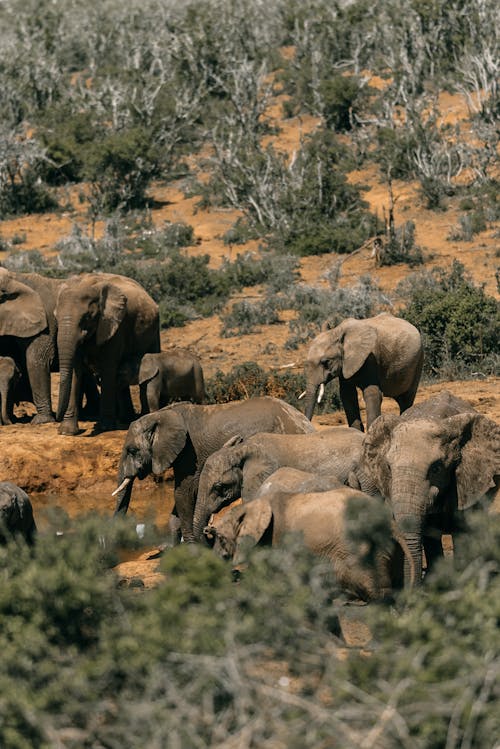 Imagine de stoc gratuită din Africa de Sud, animal, elefanți