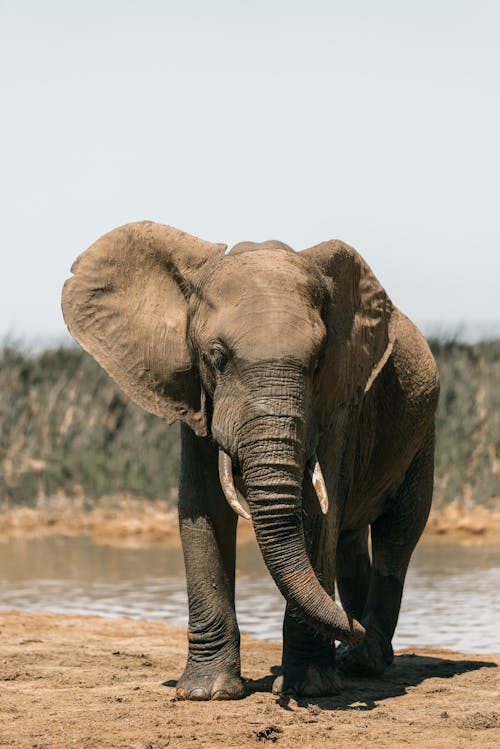 Brown Elephant Standing Near Body of Water