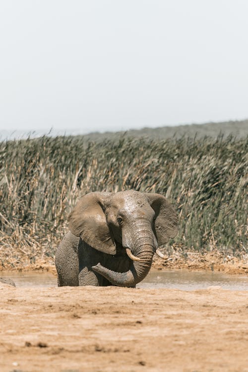 Ingyenes stockfotó állat, állatfotók, Dél-Afrika témában