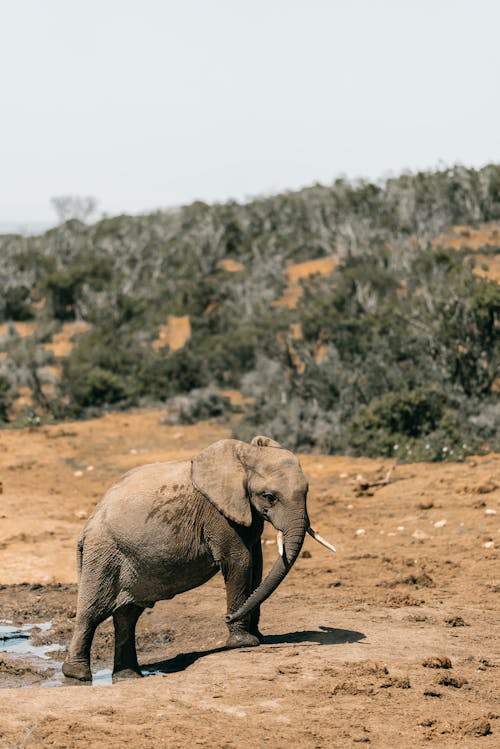 Free Elephant Walking on Brown Sand Stock Photo