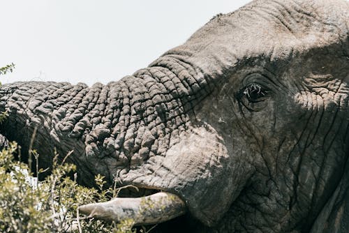 免費 動物, 動物攝影, 南非 的 免費圖庫相片 圖庫相片