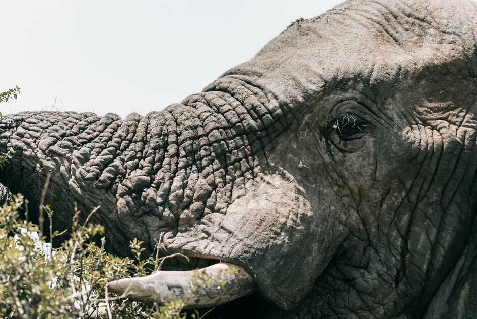 Spectacular Ocean Safari Review: Cape Town's Ultimate Marine Wildlife Adventure Review 2026 - Detailed close-up of an African elephant showcasing its textured skin in South Africa's wild.
