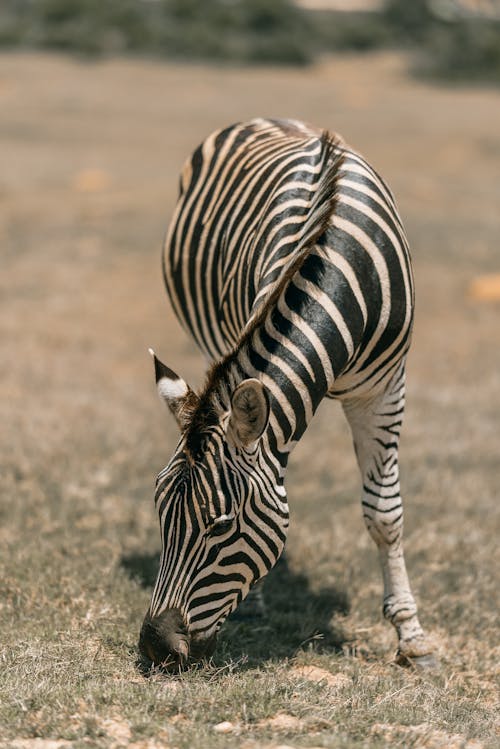 Zebra Standing on Brown Grass 