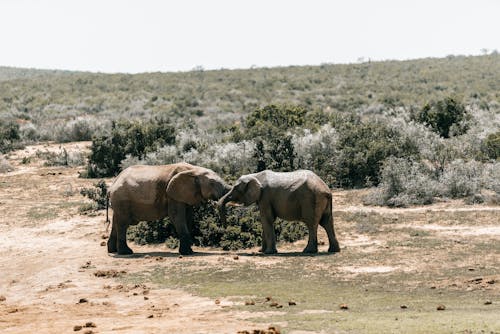 免費 動物攝影, 南非, 厚皮類動物 的 免費圖庫相片 圖庫相片
