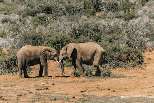 Elephants Standing on Brown Soil Near Bushes