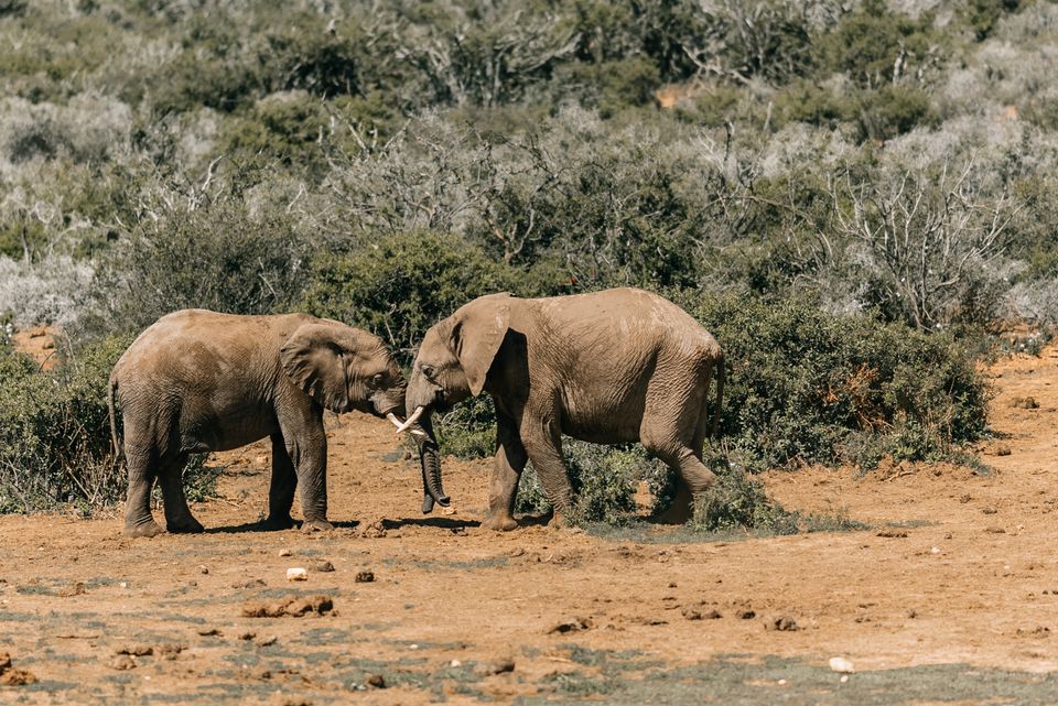 in Südafrika