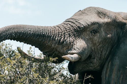 Ingyenes stockfotó állat, állatfotók, Dél-Afrika témában