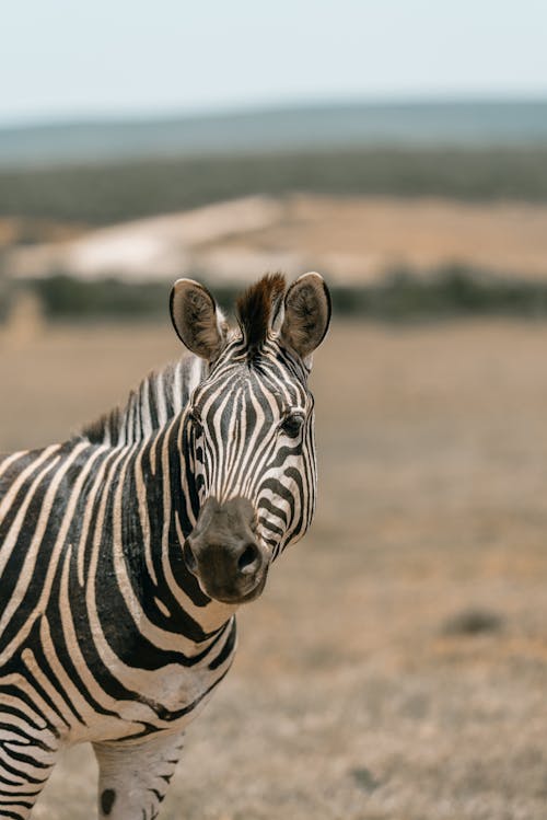 Free Zebra Standing on Grassland Stock Photo