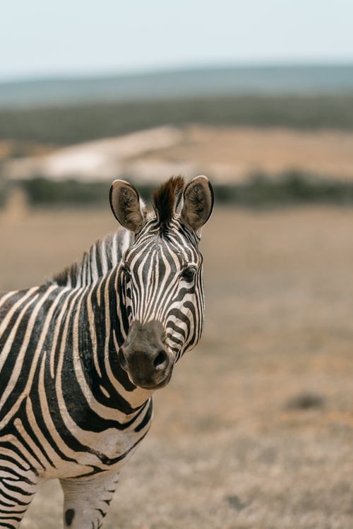 Free A captivating close-up of a zebra in the South African grasslands, showcasing its iconic stripes. Stock Photo