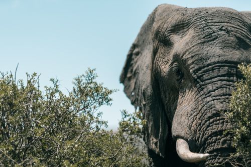Free Majestic African elephant in natural South African habitat, close-up view with clear blue sky. Stock Photo
