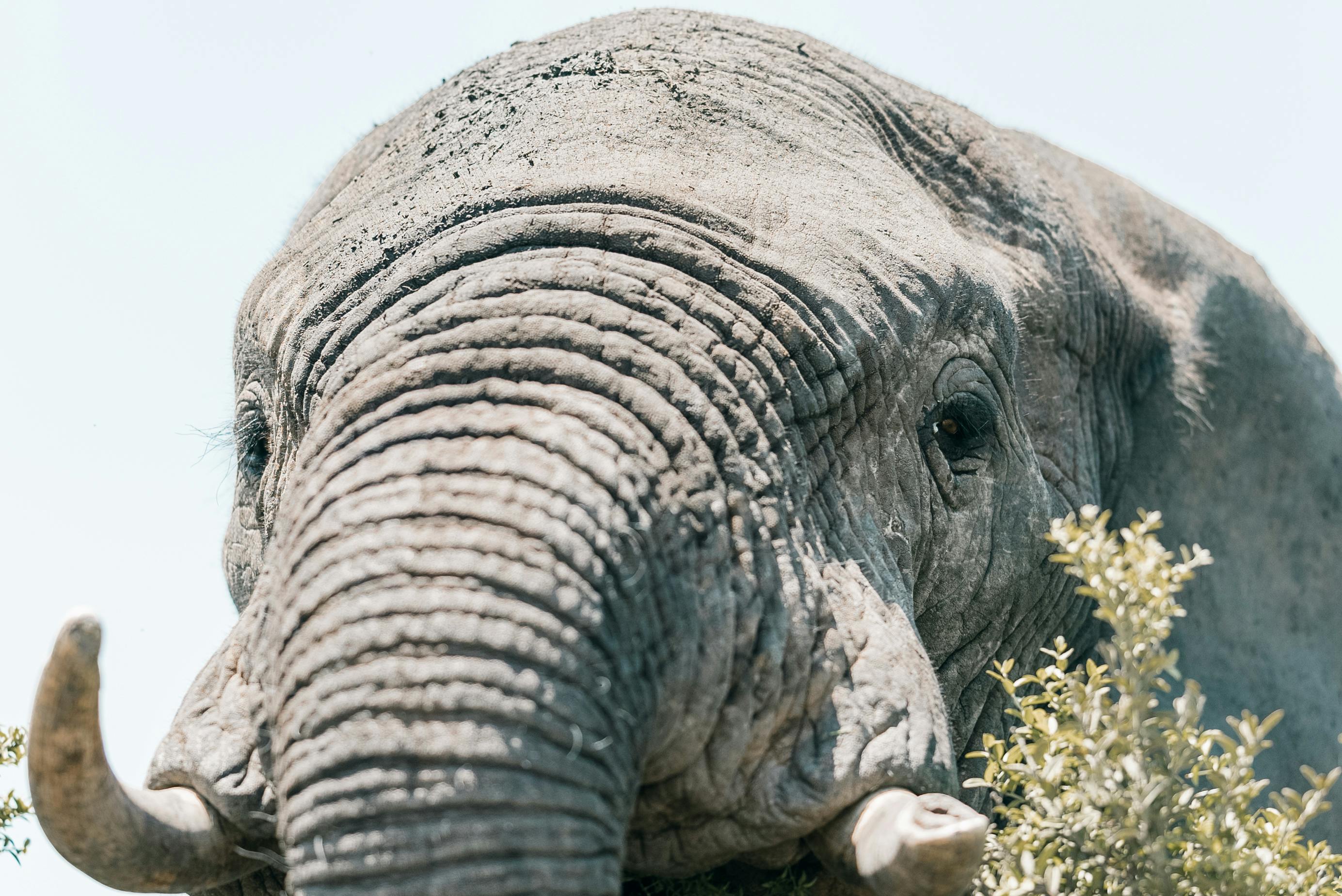 Detailed close-up of an African elephant foraging in South Africa's wilderness.