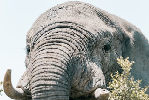 Gratis stockfoto met afrikaanse olifant, beest, detailopname