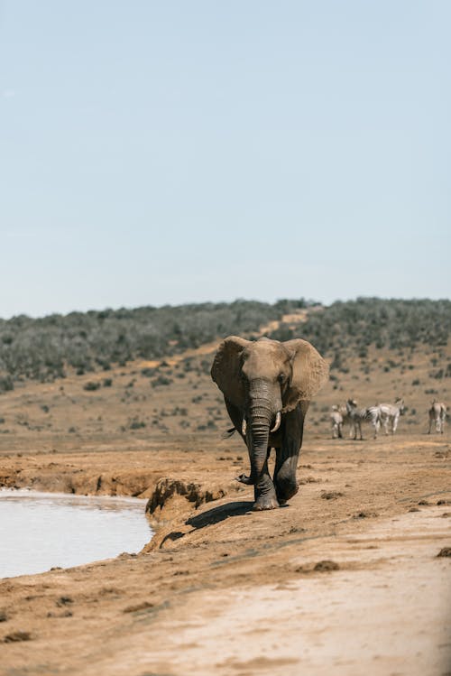 An Elephant on the Field