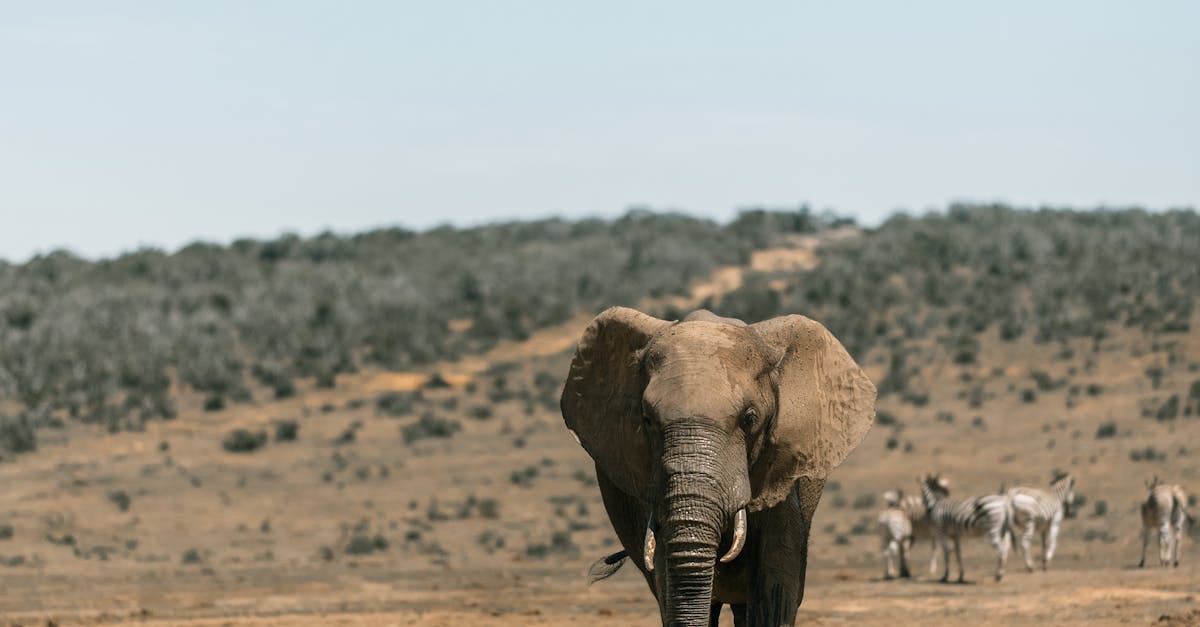 How do u say elephant in French