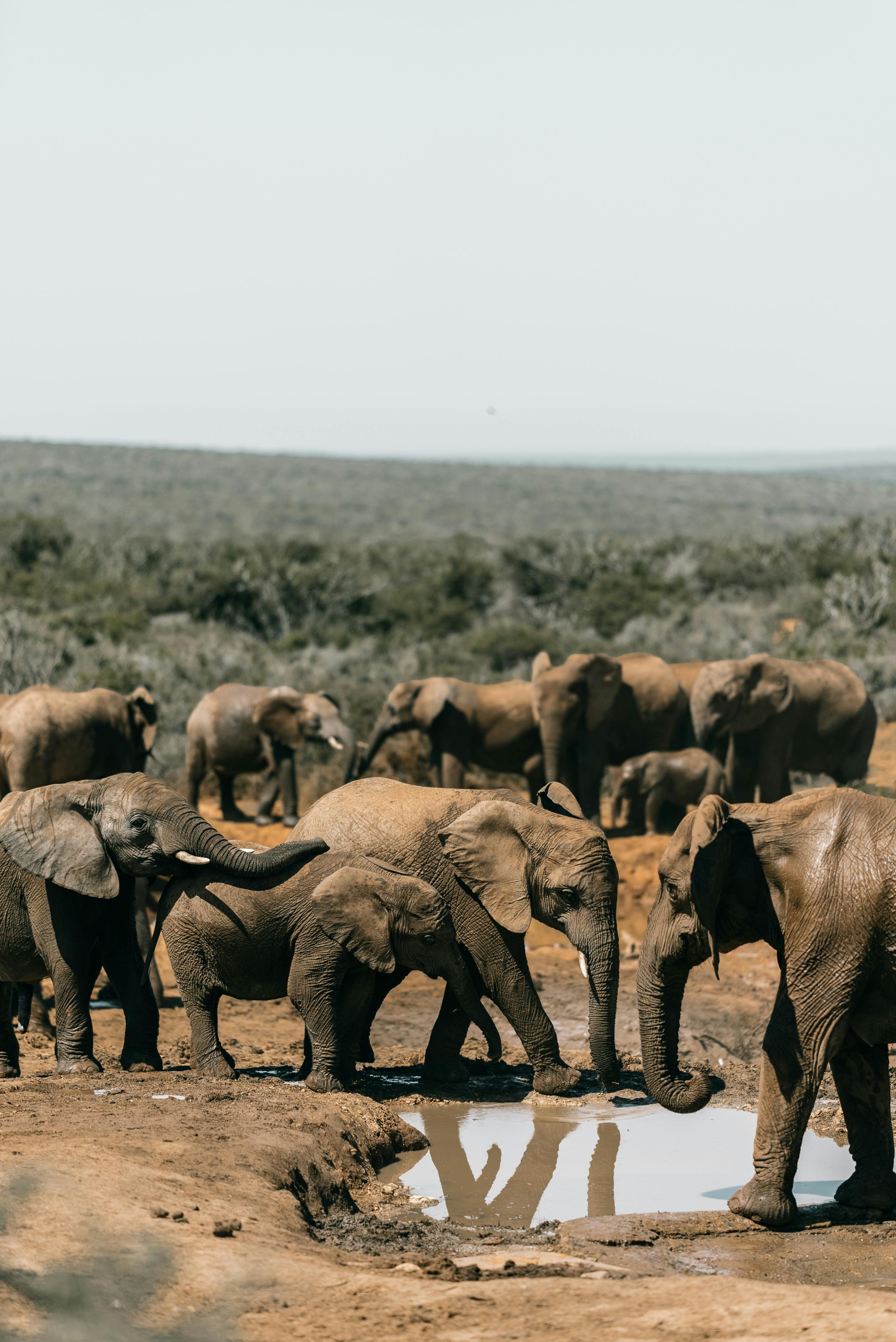 A herd of African elephants drinking at a watering hole in South Africa, depicting wildlife in natural habitat.