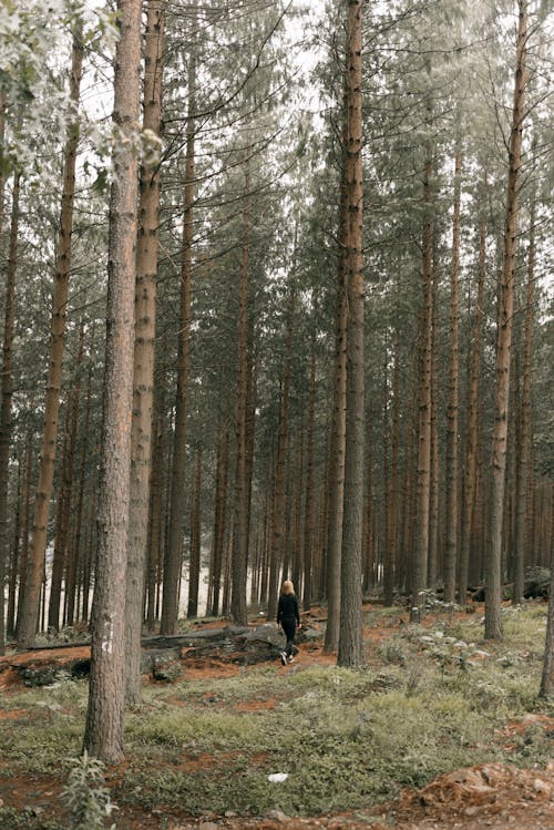 Free Person Walking in the Forest Stock Photo