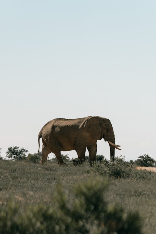 Immagine gratuita di animale, campo, elefante