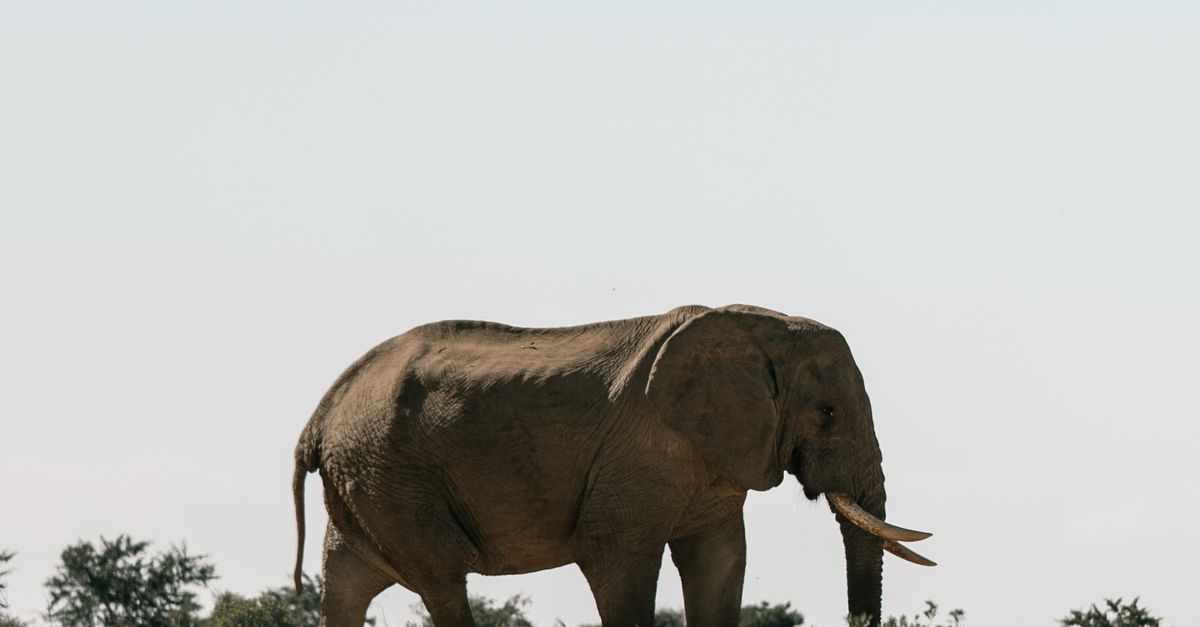 Elephant In Field An Elephant on a Grassy Field · Free Stock Photo