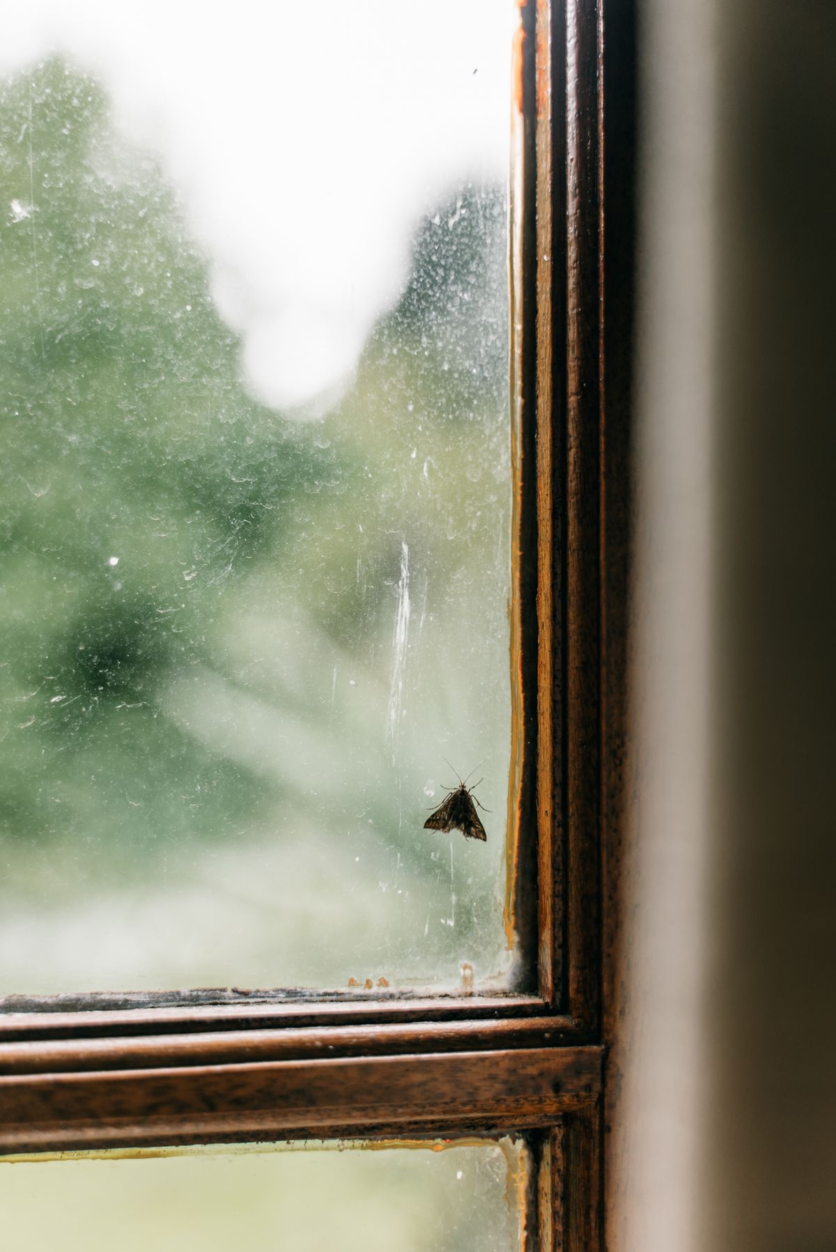 Nachtfalter sitzt außen an einer Fensterscheibe, typische Situation bei beleuchteten Fenstern am Abend