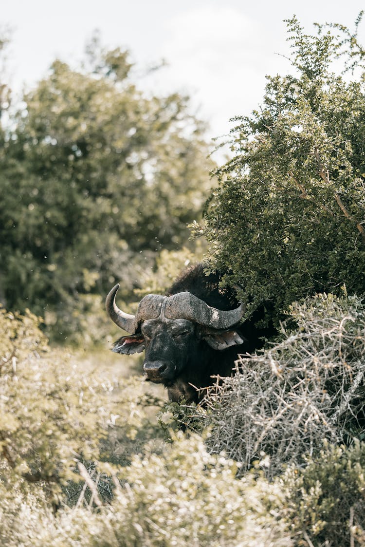 Black Water Buffalo Standing Near A Bush