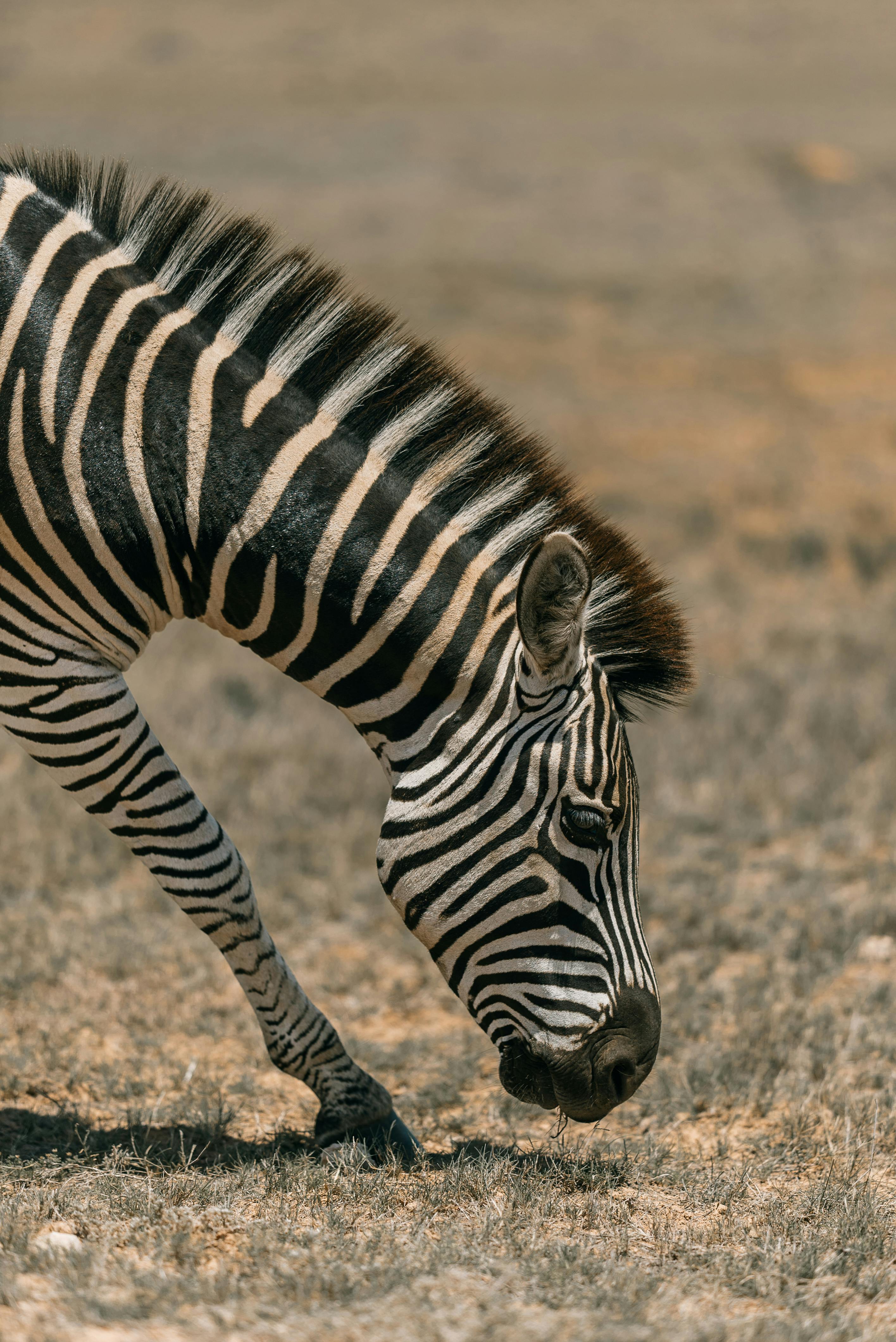 Close-up of a zebra grazing in the South African savannah, showcasing its striking stripes.