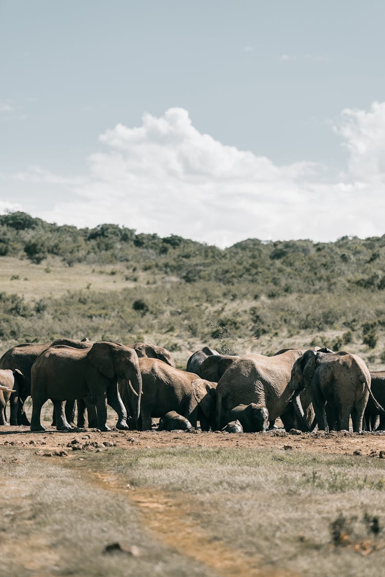 Herd Of Elephants In An Open Field