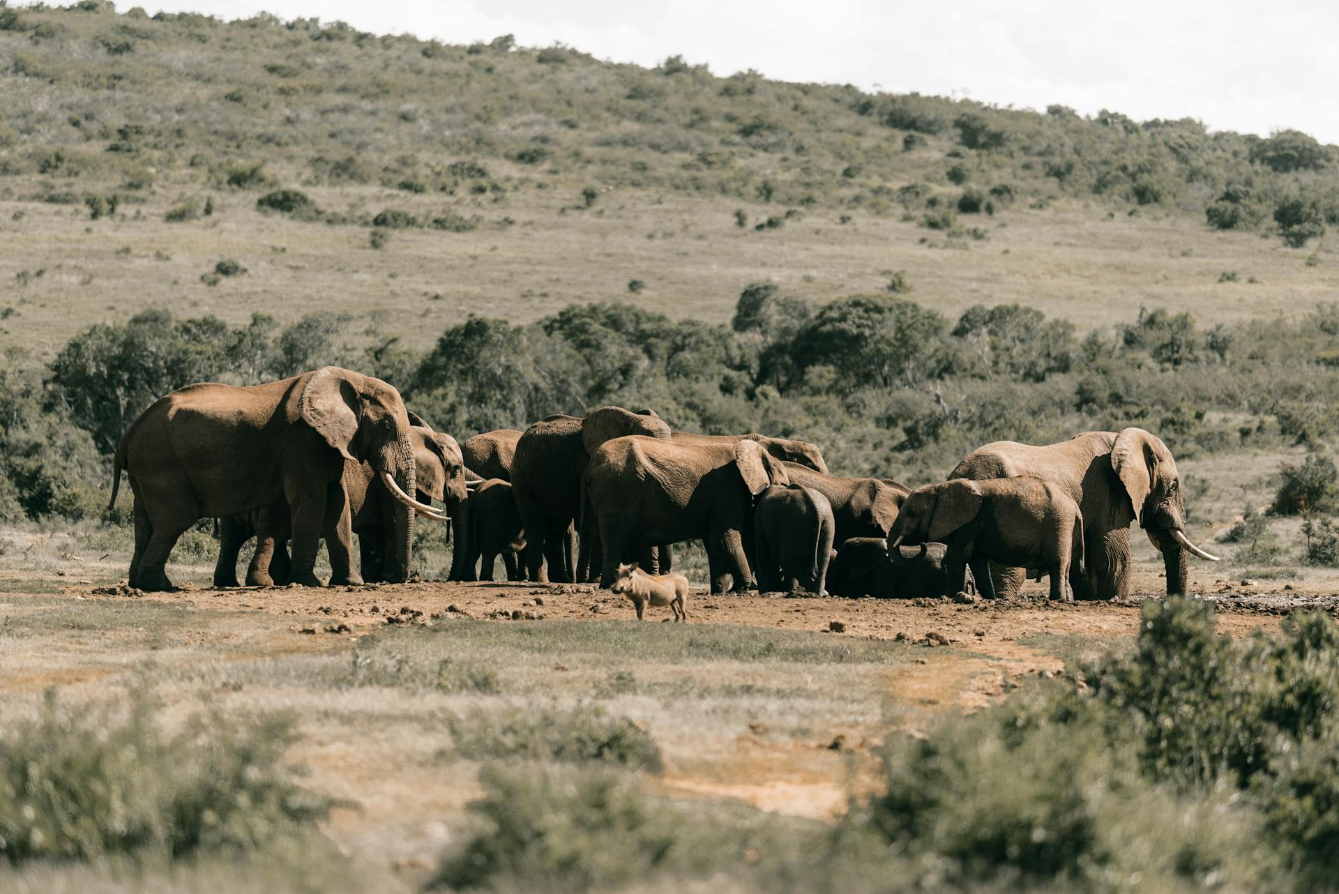 A herd of African elephants (Loxodonta africana) gathered in the open savanna in South Africa.