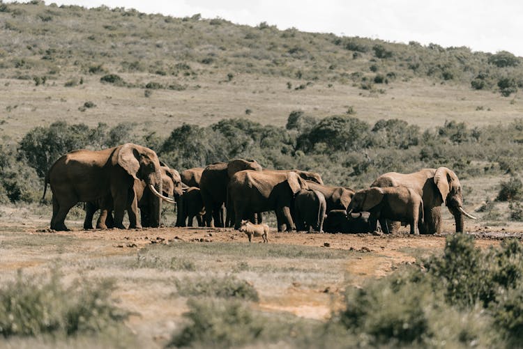 Herd Of Elephants In An Open Field