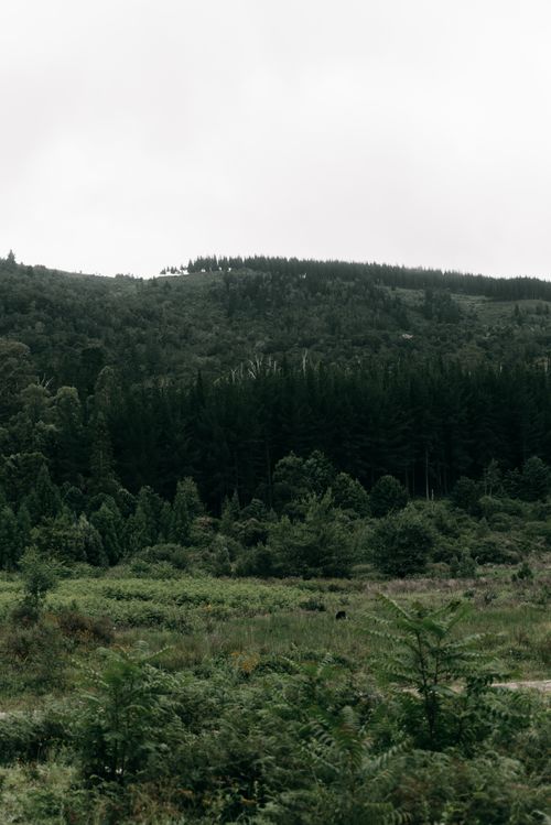 Free Scenic hillside with dense green forest and cloudy white sky creating a serene natural landscape. Stock Photo