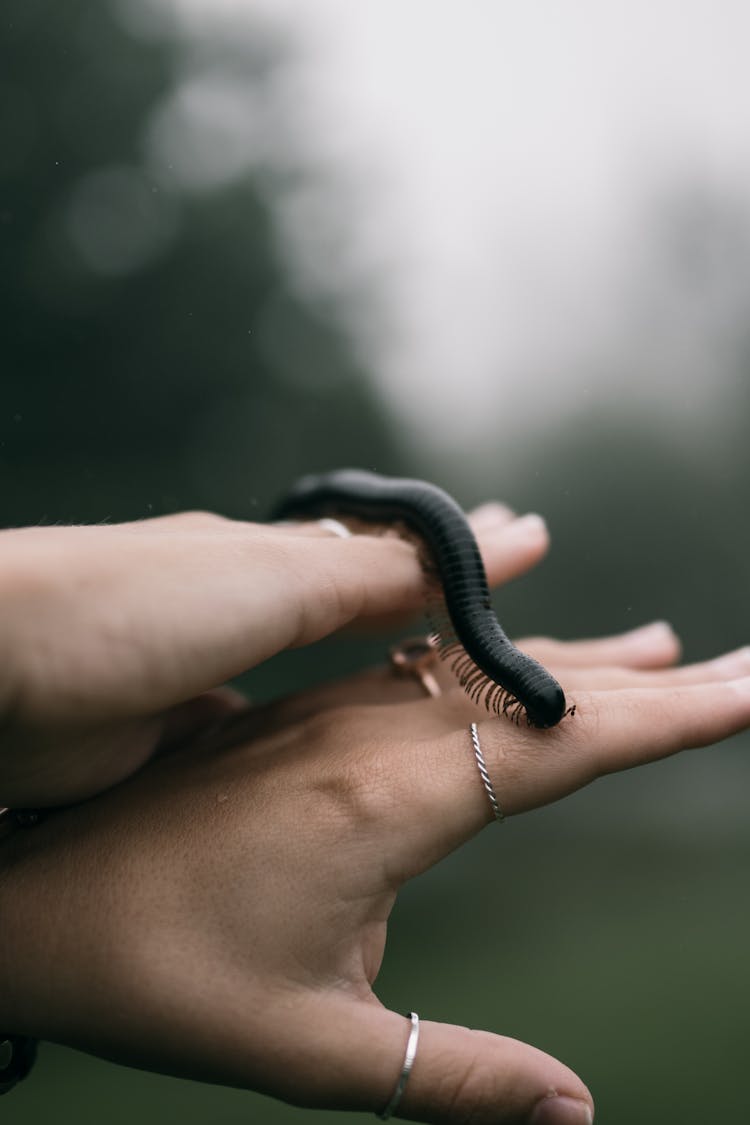 Person's Hands With Crawling Centipede