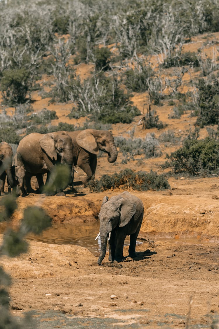 Wandering Herd Of Elephants 