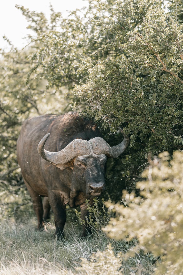 Photo Of An African Buffalo