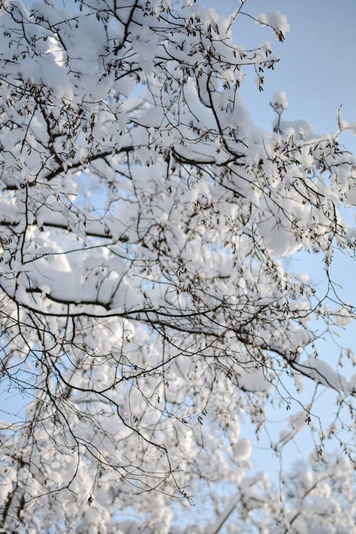 Foto profissional grátis de com frio, congelando, galhos de árvore