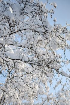 Snow-covered branches against a clear blue sky. Peaceful winter nature scene in Estonia.