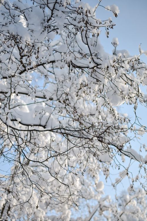 Free Snow-covered branches against a clear blue sky. Peaceful winter nature scene in Estonia. Stock Photo