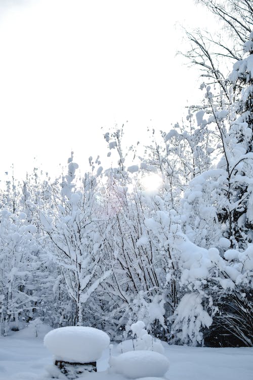 бесплатная Бесплатное стоковое фото с деревья, зима, мороз Стоковое фото