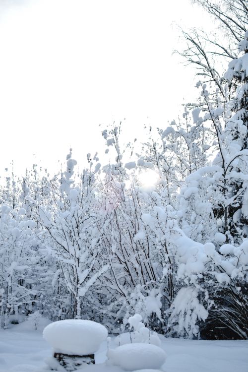Free Serene snowy forest scene in Estonia during winter season. Stock Photo