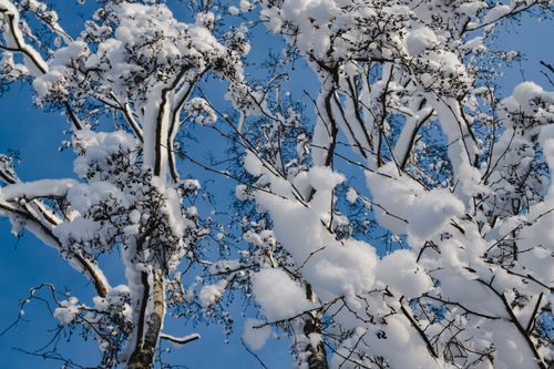 Free Capturing the serene beauty of snow-laden branches under a clear blue sky in Estonia. Stock Photo