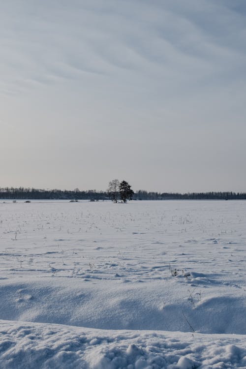 
A Snow Covered Field